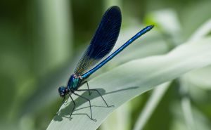 Una libellula leggiadra come Lolita