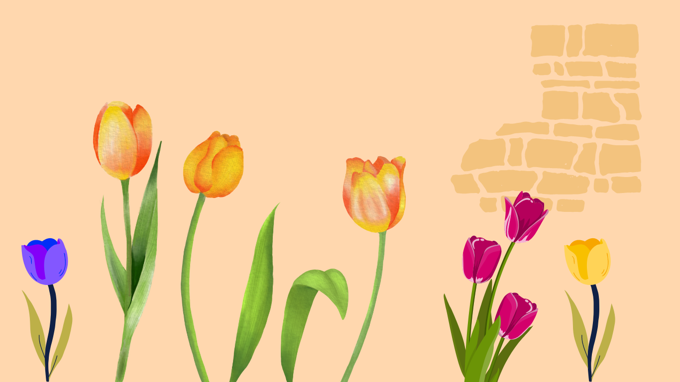 I tulipani del mio racconto rosa